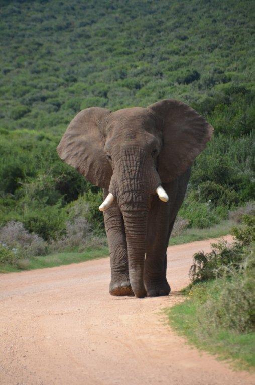 111'000 of elephant population lost ...